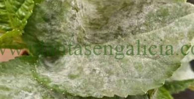 El oidio en las plantas, www.plantasengalicia.com y las enfermedades de las plantas.