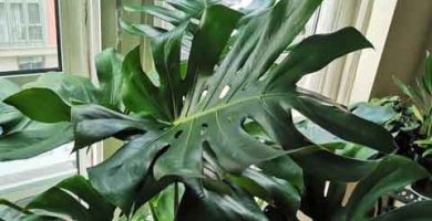 Monstera o Costilla de Adán. En www.plantasengalicia.com tienes consejos para cuidar tus plantas de interior.